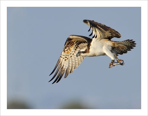 Seminario internacional sobre seguimiento por satélite del águila pescadora