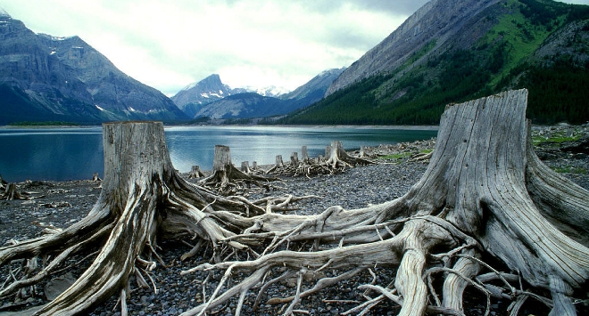 Los árboles vs cambio climático