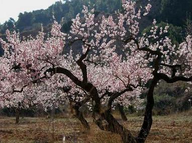 Agricultura realiza en el Noroeste ensayos en busca de árboles más adaptados que den mejores producciones de almendra