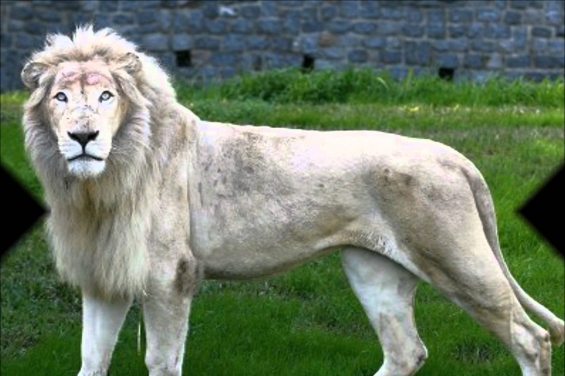 Texas: Un rancho recibe animales en peligro de extinción y ofrece tarifas para cazarlos