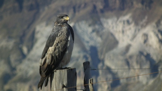 Argentina. Avistaje de aves