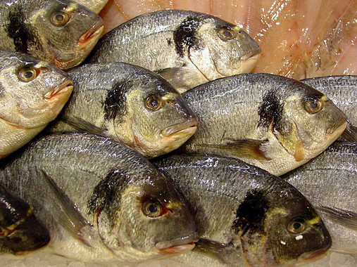 Qué virus provocan linfocistis en peces