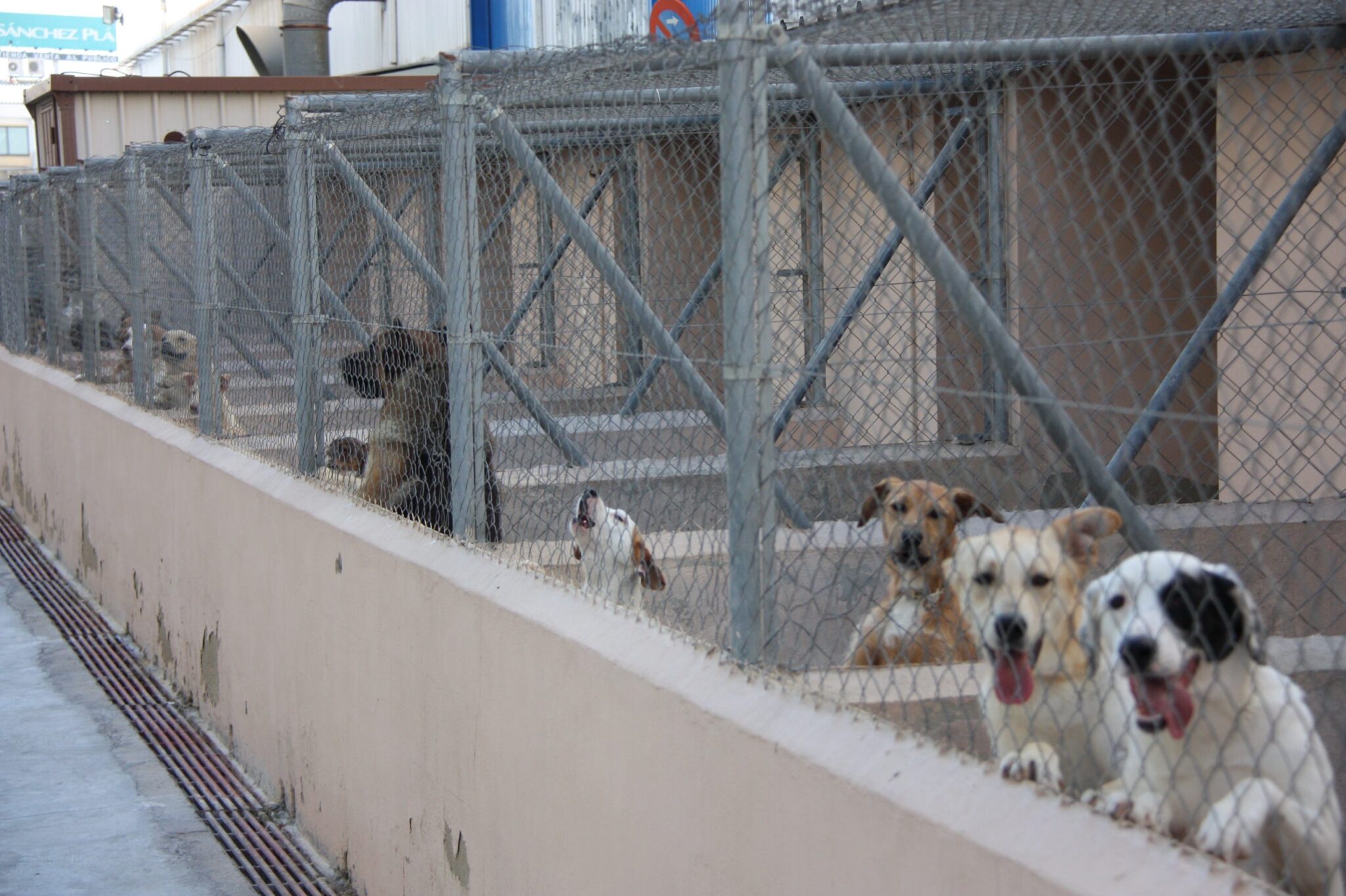 El Ayuntamiento abre la participación de protectoras para gestionar las adopciones de la perrera municipal