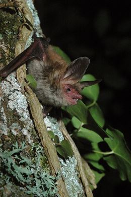 Murciélagos ‘antídoto’ para las larvas de procesionaria