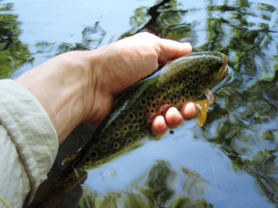Extremadura declarará nuevos tramos libres para la práctica de pesca sin muerte