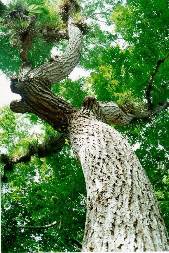 Una nueva técnica permitirá crioconservar especies forestales en peligro de extinción