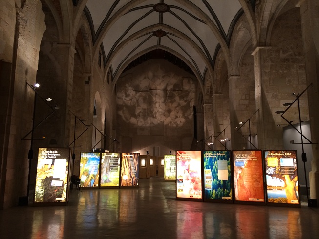 El Convent de Sant Domènec de Xàtiva dedica una exposición a la biodiversidad de los árboles y arboledas singulares