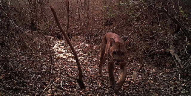 La fragmentación de hábitats naturales del sur de Ecuador pone en peligro la supervivencia de mamíferos como el ciervo