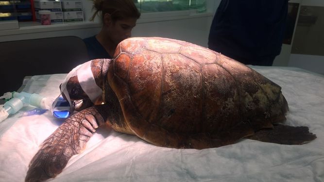 Rescatan una tortuga marina en Ibiza