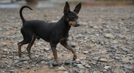 Costa Rica: Se intensifica una colecta de alimento para 100 mil animales damnificados