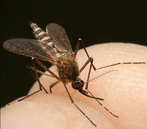 Algunos tópicos sobre los mosquitos son ciertos
