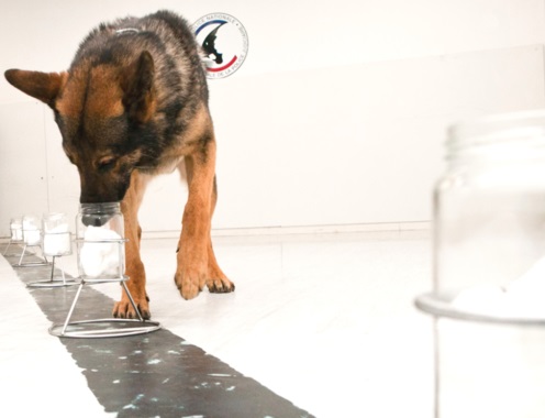 Perros policía ‘infalibles’