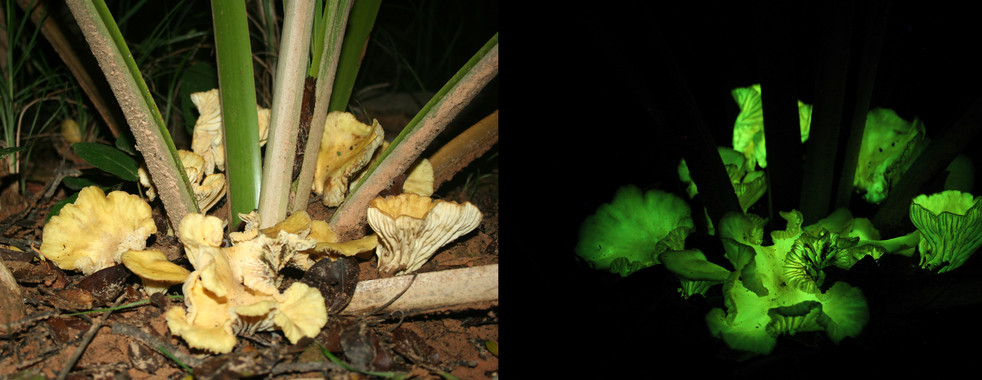 Conoce los hongos luminosos