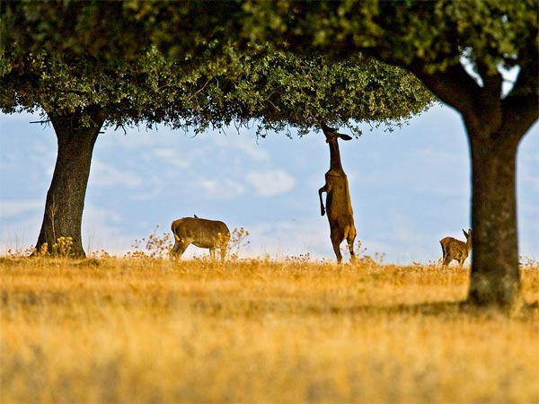 Hay que tener la ‘cara muy dura’ y construir en medio de Cabañeros