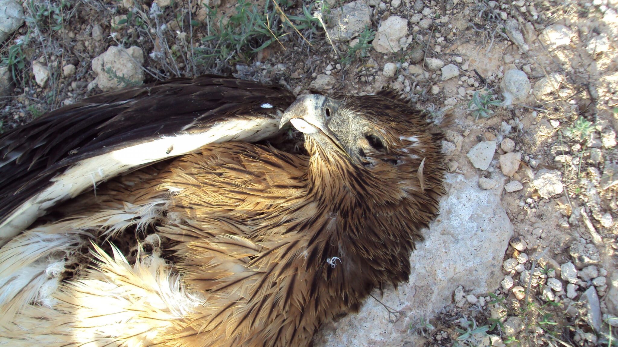 Circular informativa de ANSE: “Una línea eléctrica acumula diez grandes rapaces electrocutadas