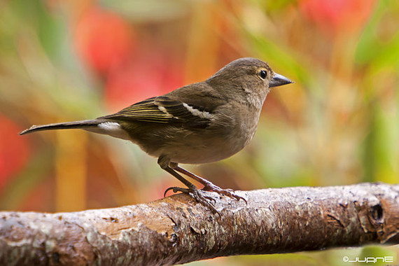 Aves europeas ‘contra las cuerdas’