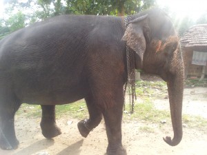 Millenium Elephant Foundation: la triste experiencia de una voluntaria