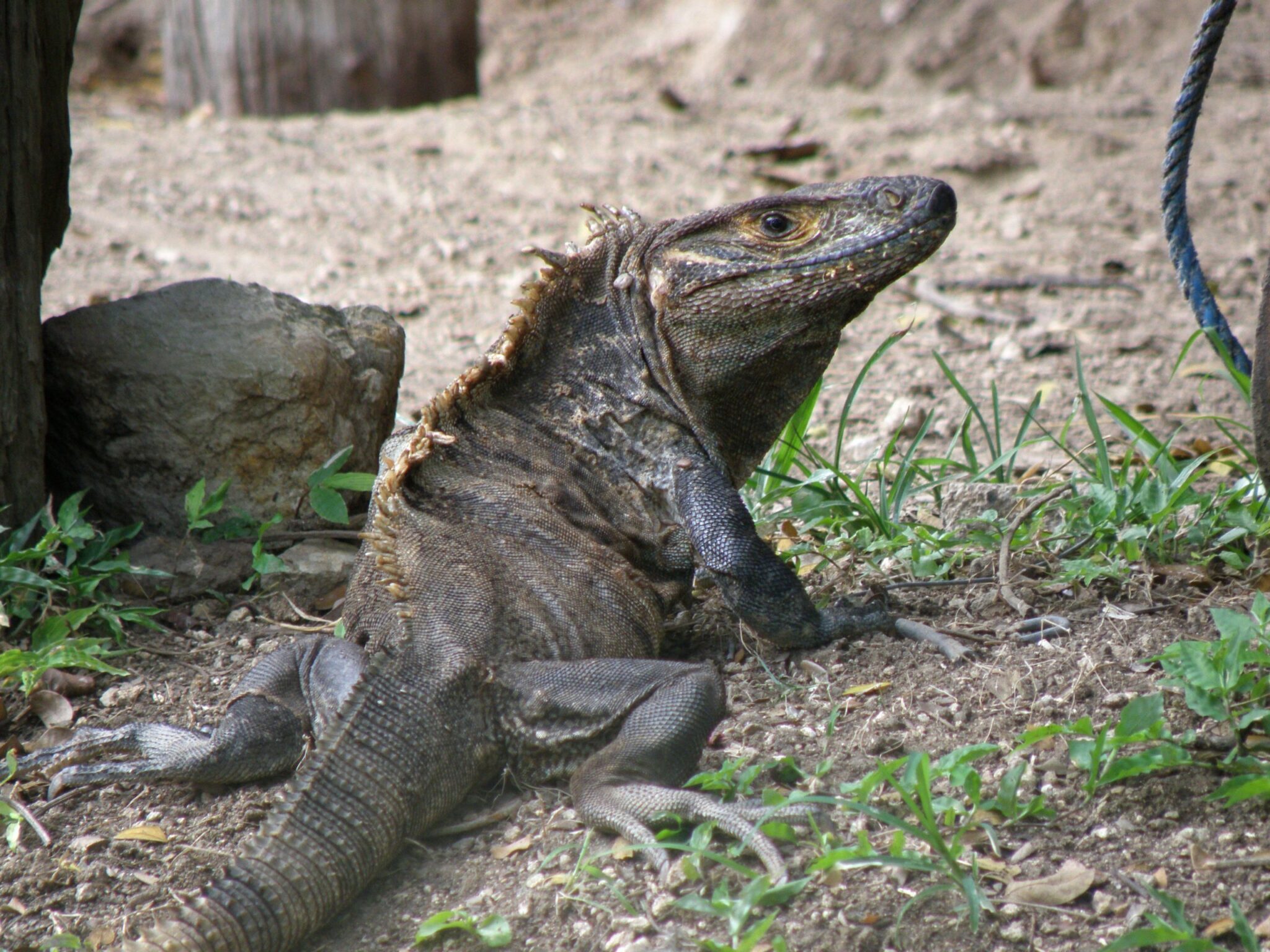 Caixa Laietana organiza una exposición didáctica sobre anfibios y reptiles del mundo