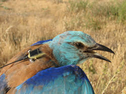 Marcan 81 aves con emisores para conocer sus desplazamientos a lo largo de todo el año