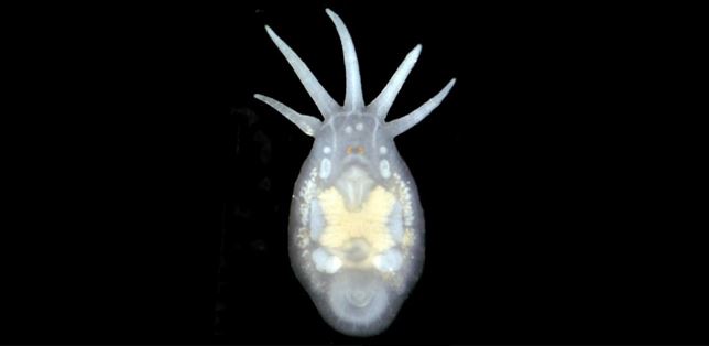 Una especie de cangrejo y los diminutos gusanos que dependen de ellos al borde de la extinción por el calentamiento global