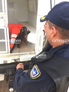 A este pizote no lo detuvieron