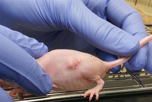 Mientras no haya alternativas