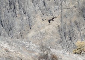 Cataluña. Localizado con vida uno de los pollos de águila perdicera afectados por el incendio de Castellet i la Gornal