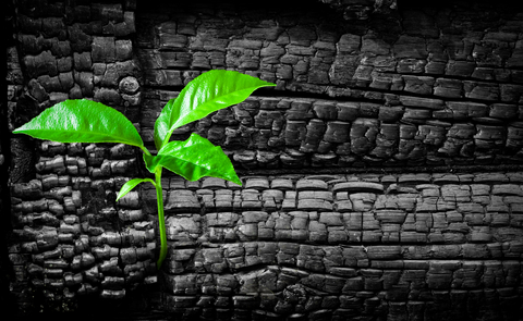 Biocarbón como sumidero de CO2