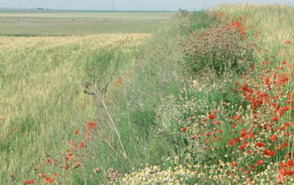 Por una regulación que aumente el efecto positivo de la agricultura sobre la conservación de la biodiversidad
