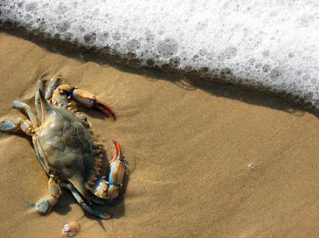 Las emisiones de co2 causarán extinciones de corales y crustáceos