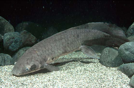 Pequeño paso para los peces pulmonados