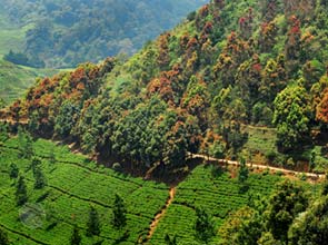 Reforestation gains might be negated by overseas trade – report