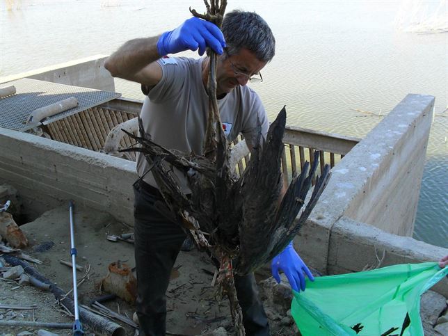 Aparecen cuatro garzas reales muertas en una arqueta de la presa del pantano de Puentes