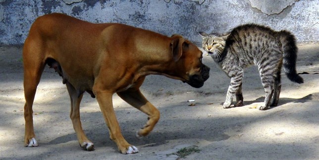 Los gatos son tan inteligentes como los perros