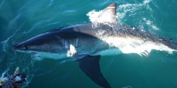 República Dominicana prohíbe la pesca de tiburón y otras especies