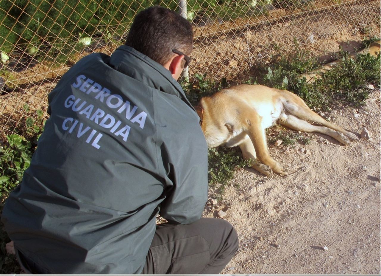 El maltrato animal se incrementó en Murcia el 2015