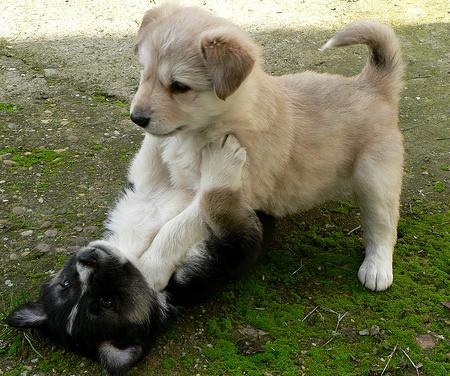Los madrileños adoptaron 5.580 animales de compañía el pasado año