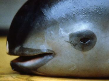 60 ejemplares de vaquita marina y ‘NADA’ más…