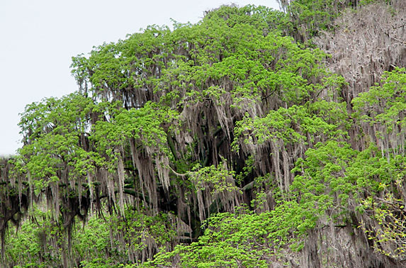 Japón entrega US$ 10 millones a Perú para conservación de bosques