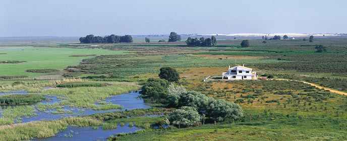 Organizaciones piden a Delibes ‘sentido común’ en el gasoducto de Doñana