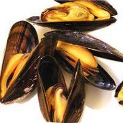 El valioso mejillón de California