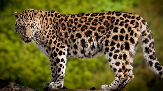 Ecuador. 27 especies de mamíferos habitan en la zona urbana de Cuenca