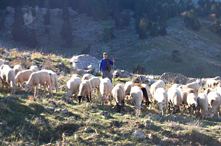 Andalucía recibe un premio a la prevención de incendios gracias a su programa de áreas de pasto cortafuegos