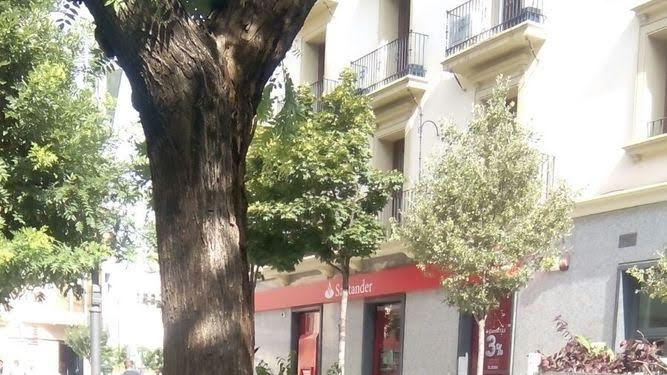 El Ayuntamiento de Huesca tala cuatro árboles por motivos de seguridad