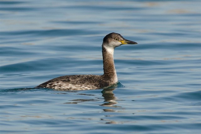 Aves que antes eran frecuentes en los inviernos de España