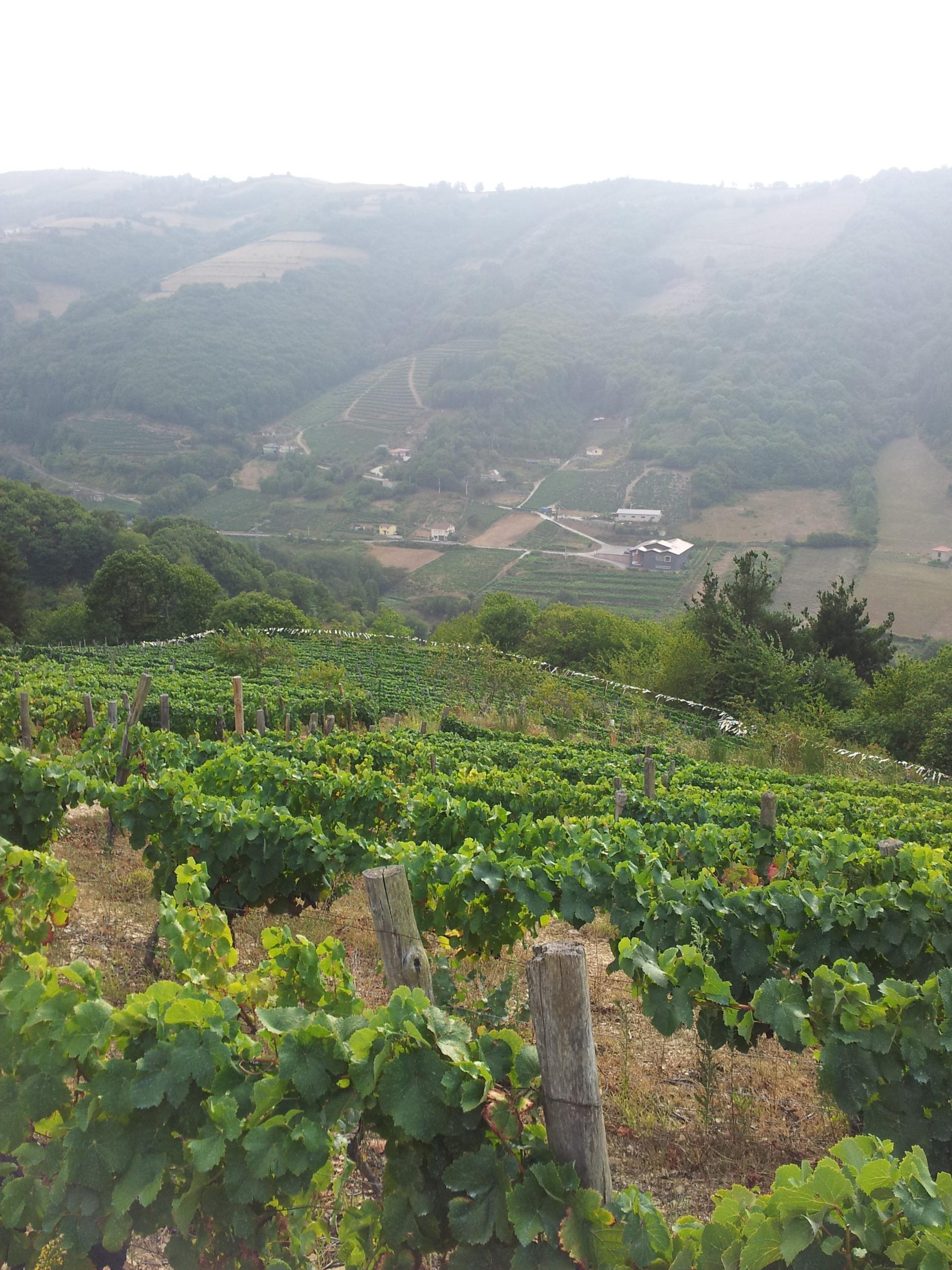 La recuperación de la viticultura heroica promovida por el csic en asturias impulsa la zona occidental como destino de enoturismo