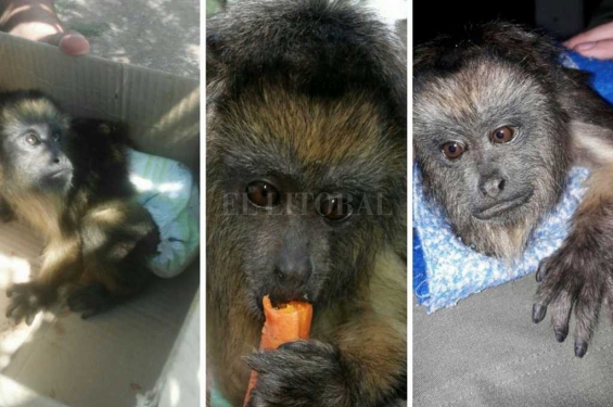 Argentina: Un vecino tenia cautivo a un mono "aullador" en el patio de su casa en Rosario