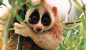 Loris Perezosos: otra especie amenazada por el turismo de Tailandia