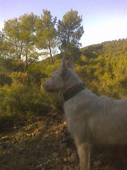 Por un modelo de caza más sostenible en Extremadura