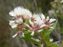 El Gobierno Vasco difunde manuales de gestión de las especies exóticas invasoras: chilca y avispa asiática